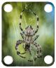 Spider 10