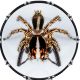 Spider 11