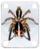 Spider 11