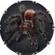 Spider 12