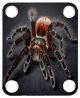 Spider 12