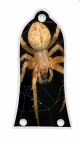 Spider 2
