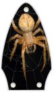 Spider 2