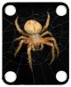 Spider 2