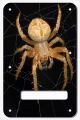 Spider 2