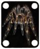 Spider 4