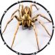 Spider 5
