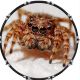 Spider 7