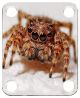 Spider 7