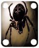 Spider 8
