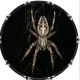 Spider 9