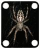 Spider 9