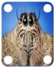 Spider Jumping