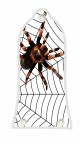 Spider on Web