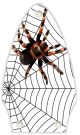 Spider on Web