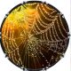 Web Wet 2