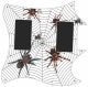 Spiders