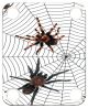 Spiders