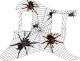 Spiders