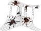 Spiders