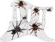 Spiders