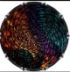 Spiral 27