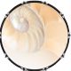 Spiral Shell 1