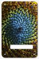 Sun Flower Macro