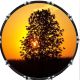 Sunset Tree 2