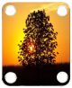 Sunset Tree 2