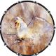 Swan Art 1