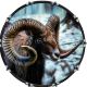 The Ram