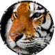 Tiger Gaze