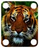 Tiger Lights