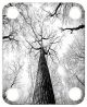 Trees 3