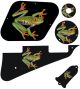 Tree Frog
