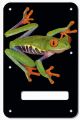Tree Frog