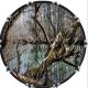 True Forest 1