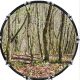 True Forest 2
