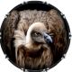 Vulture 1