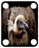 Vulture 1