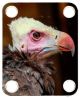 Vulture 2