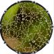 Water Droplets