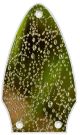 Water Droplets