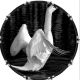White Swan
