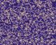 Wild Plasma 1