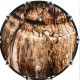 Wood Texture 5
