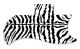 Zebra 1