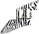 Zebra 1