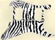 Zebra 1